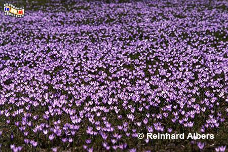 Krokusblte im Husumer Schlosspark, Husum, Schlosspark Krokusblte, Krokusse, Albers, Foto, foreal,