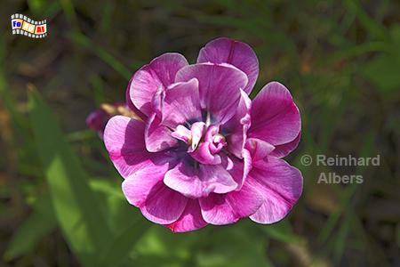 Anemone, Blumen, Garten, Anemone, Albers, Foto, foreal,