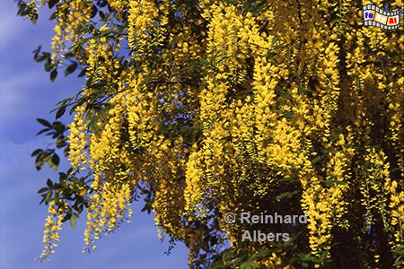 Goldregen, 