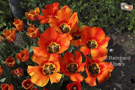 Tulpenblte, 