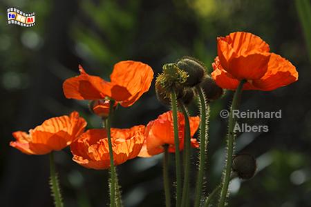 Islandmohn, 