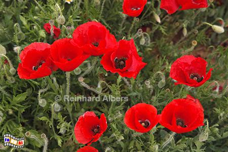 Mohnbl�ten, Blumen, Mohn, Papaver, Garten, Albers, Foto, foreal,