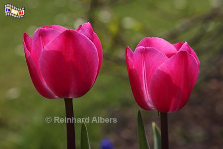 Tulpenblte, 