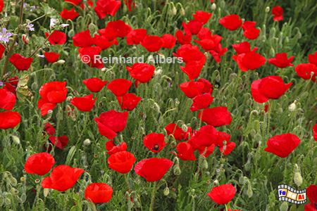 Klatschmohnwiese, Blumen, Mohn, Papaver, Klatschmohn, Blumenwiese, Garten, Albers, Foto, foreal,