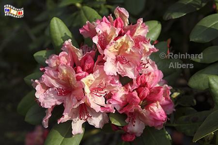 Rhododendronblte, Rhododendron, Blumen, Garten, Albers, Foto, foreal,