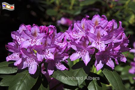 Rhododendron, 
