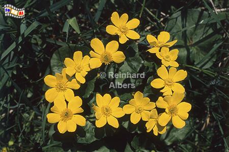 Sumpfdotterblume, Blumen, Garten, Sumpfdotterblume, Albers, Foto, foreal,
