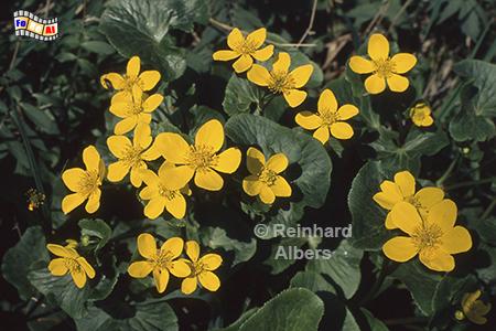 Sumpfdotterblume, Blumen, Garten, Sumpfdotterblume, Albers, Foto, foreal,