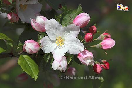Apfelbaum in Blte, 