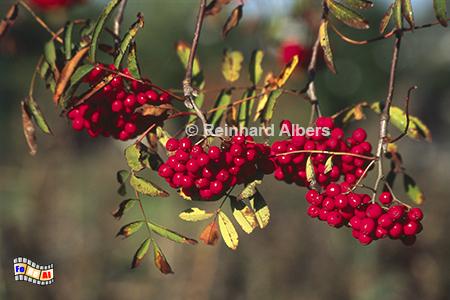 Eberesche mit Vogelbeeren, Eberesche, Vogelbeeren, Albers, Foto, foreal,