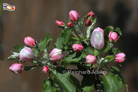 Bltenkospen am Apfelbaum, 