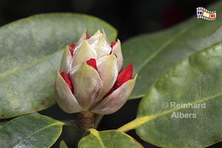 Rhododendronknospe, Rhododendron, Blumen, Garten, Albers, Foto, foreal,