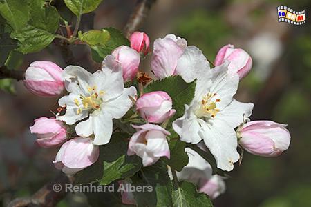 Blten am Apfelbaum, 