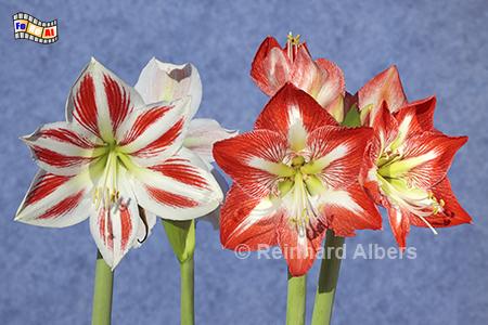 Amaryllis, Blumen, Garten, Amaryllis, Albers, Foto, foreal,