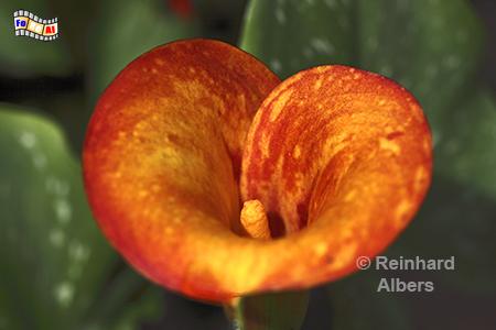 Calla Mango, 