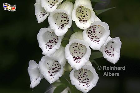 Fingerhut, Blumen, Fingerhut, Digitalis, Albers, Foto, foreal,