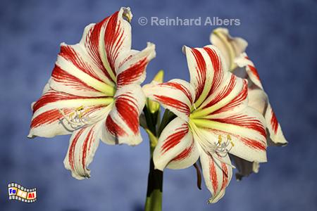 Amaryllis, Blumen, Garten, Amaryllis, Albers, Foto, foreal,