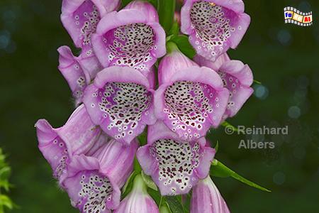 Fingerhut, Blumen, Fingerhut, Digitalis, Albers, Foto, foreal,