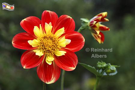 Dahlie, Blumen, Garten, Dahlien, Albers, Foto, foreal,