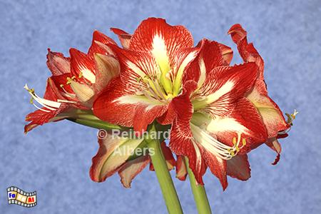 Amaryllis, Blumen, Garten, Amaryllis, Albers, Foto, foreal,