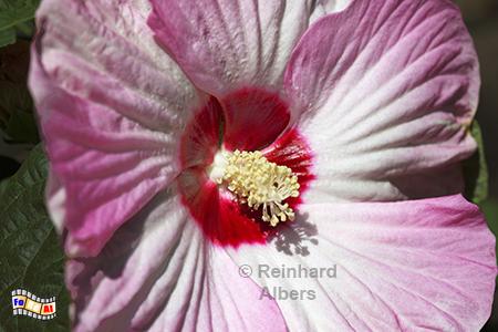 Hibiskus, 