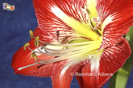 Amaryllis, Blumen, Garten, Amaryllis, Albers, Foto, foreal,