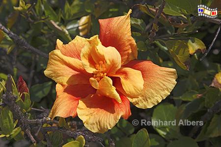 Hibiskus, 