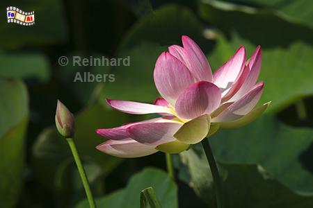 Lotusblume, Blumen, Garten, Blten, Lotusblume, Albers, Foto, foreal,