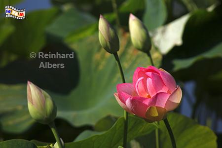 Lotusblume, Blumen, Garten, Blten, Lotusblume, Albers, Foto, foreal,