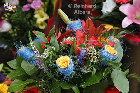 Wrocław (Breslau) - Blumen auf dem Plac Solny (Salzmarkt), Polen, Breslau, Wrocław, Blumen, Plac Solny, Salzmarkt, Albers, foreal,