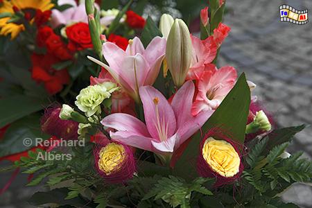 Wrocław (Breslau) - Blumen auf dem Plac Solny (Salzmarkt), Polen, Breslau, Wrocław, Blumen, Plac Solny, Salzmarkt, Albers, foreal,