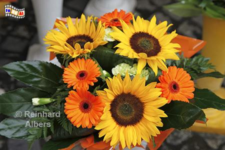 Wrocław (Breslau) - Blumen auf dem Plac Solny (Salzmarkt), Polen, Breslau, Wrocław, Blumen, Plac Solny, Salzmarkt, Albers, foreal, Foto,