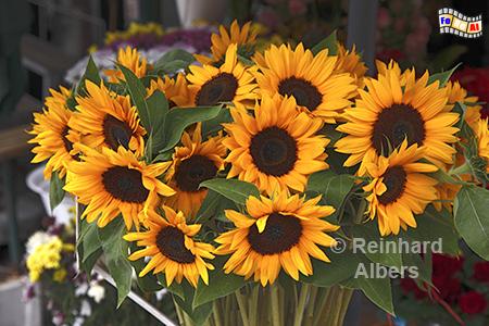 Wrocław (Breslau) - Blumen auf dem Plac Solny (Salzmarkt), Polen, Breslau, Wrocław, Blumen, Plac Solny, Salzmarkt, Albers, foreal, Foto,