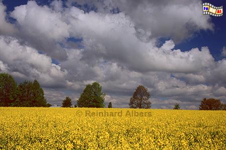 Rapsblte im Glatzer Land in Schlesien., Polen, Schlesien, Glatzer Land, Landschaft, Rapsblte, Albers, Foto, foreal,