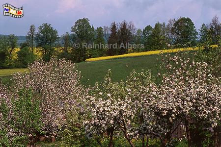 Landschaft bei Wambierzyce (Albendorf) im Glatzer Bergland., Polen, Schlesien, Glatzer Land, Wambierzyce, Albendorf, Landschaft, Obstblte, Albers, Foto, foreal,