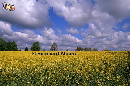 Rapsblte im Glatzer Land in Schlesien., Polen, Schlesien, Glatzer Land, Landschaft, Rapsblte, Albers, Foto, foreal,