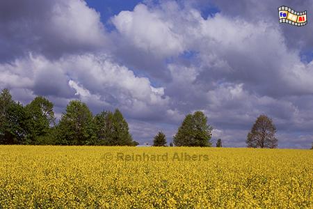 Rapsblte im Glatzer Land in Schlesien., Polen, Schlesien, Glatzer Land, Landschaft, Rapsblte, Albers, Foto, foreal,