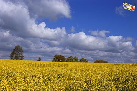 Rapsblte im Glatzer Land in Schlesien., Polen, Schlesien, Glatzer Land, Landschaft, Rapsblte, Albers, Foto, foreal,