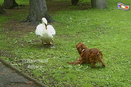 Szczawno-Zdrj (Bad Salzbrunn) - Tierische Begegnung im Kurpark., Polen, Schlesien, Bad Salzbrunn, Szczawno-Zdrj, Kurpark, Albers, Foto, foreal,