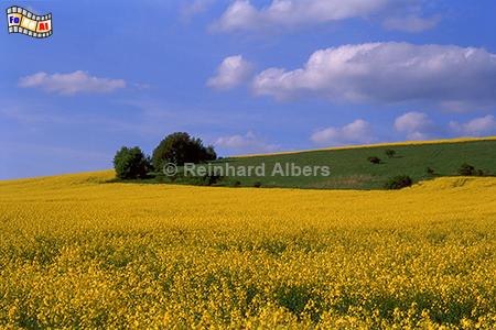 Rapsblte im Glatzer Land in Schlesien., Polen, Schlesien, Glatzer Land, Landschaft, Rapsblte, Albers, Foto, foreal,