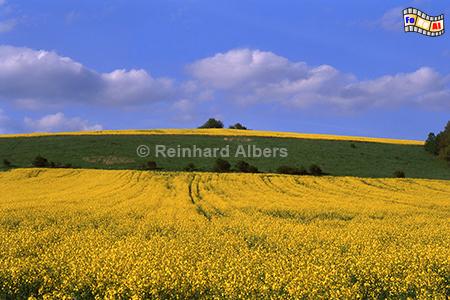Rapsblte im Glatzer Land in Schlesien., Polen, Schlesien, Glatzer Land, Landschaft, Rapsblte, Albers, Foto, foreal,