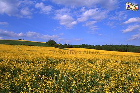 Rapsblte im Glatzer Land in Schlesien., Polen, Schlesien, Glatzer Land, Landschaft, Rapsblte, Albers, Foto, foreal,