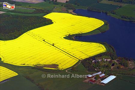 Rapsbl�te am Taschensee bei Gronenberg, Ostholstein, Gronenberg, Taschensee, Rapsbl�te, Albers, foreal, Foto,