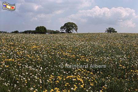 Wiese mit Löwenzahn und Pusteblumen., Schleswig-Holstein, Landschaft, Natur, Löwenzahn, Pusteblumen, Wiese, Albers, Foto, foreal,