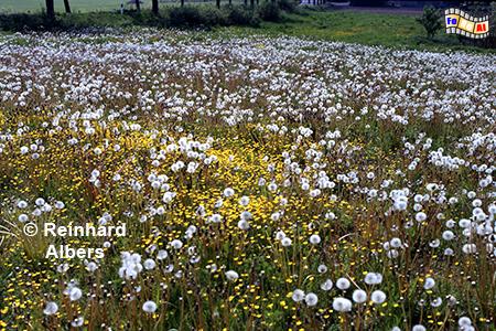 Blumenwiese im Mai, Schleswig-Holstein, Landschaft, Natur, L�wenzahn, Pusteblumen, Fr�hling, Mai, Wiese, Albers, Foto, foreal,
