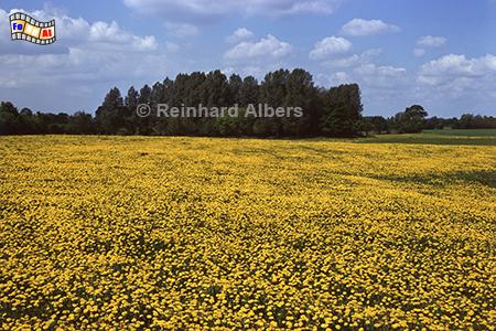 Löwenzahnwiese, Schleswig-Holstein, Landschaft, Natur, Löwenzahn, Wiese, Albers, Foto, foreal,