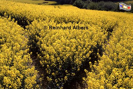 Rapsblte bei Perdoel, Schleswig-Holstein, Perdoel, Raps, Rapsblte, Albers, Foto, foreal,