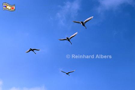 Schwne im Flug, Schwne, Flug, Formation, Albers, Foto, foreal,