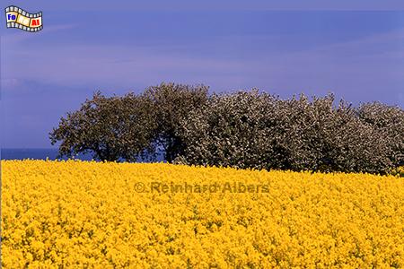 Rapsblte bei Laboe, Schleswig-Holstein, Probstei, Laboe, Raps, Rapsblte, Albers, Foto, foreal,