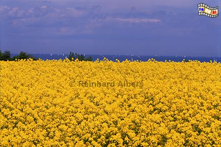Rapsblte bei Laboe, Schleswig-Holstein, Probstei, Laboe, Raps, Rapsblte, Albers, Foto, foreal,